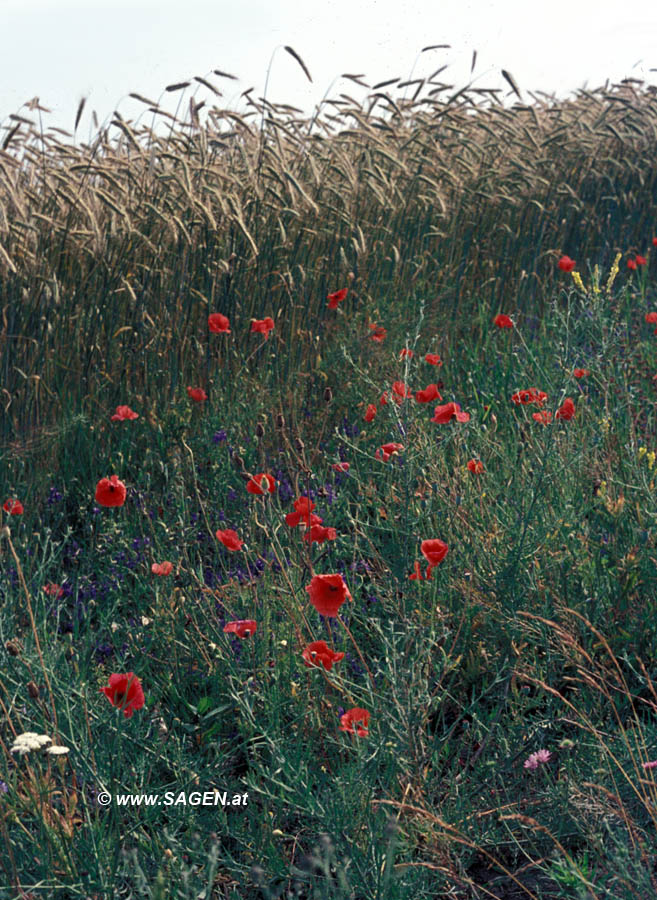 Mohnblumen vor einem Roggenfeld