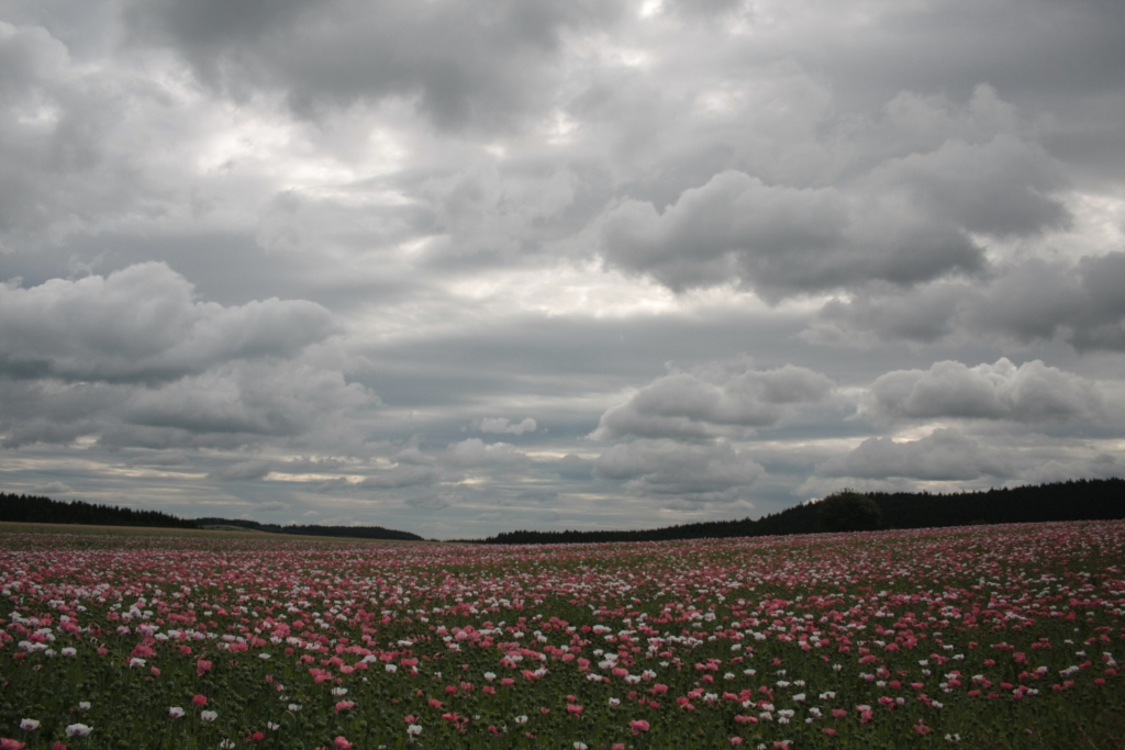 Mohndorf Armschlag im Waldviertel