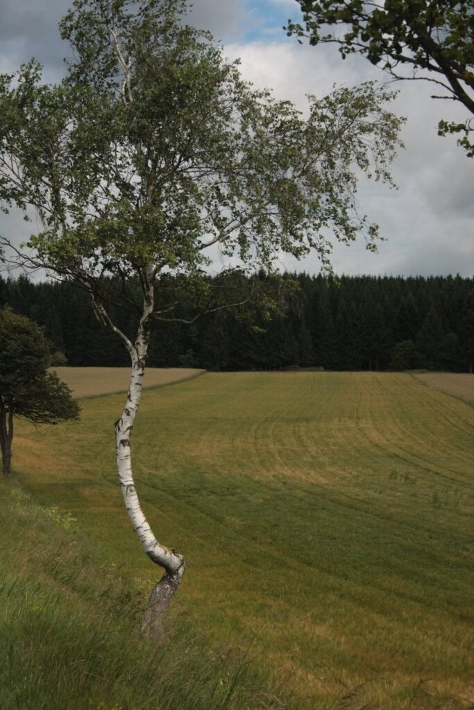 Mohndorf Armschlag im Waldviertel