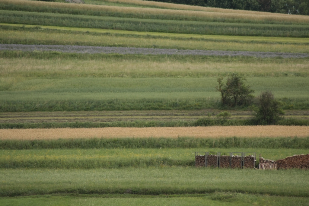 Mohndorf Armschlag im Waldviertel