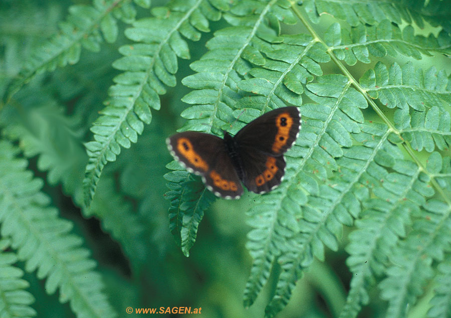 Mohrenfalter (Erebia sp.) auf Wurmfarn (Dryopteris filix-mas)