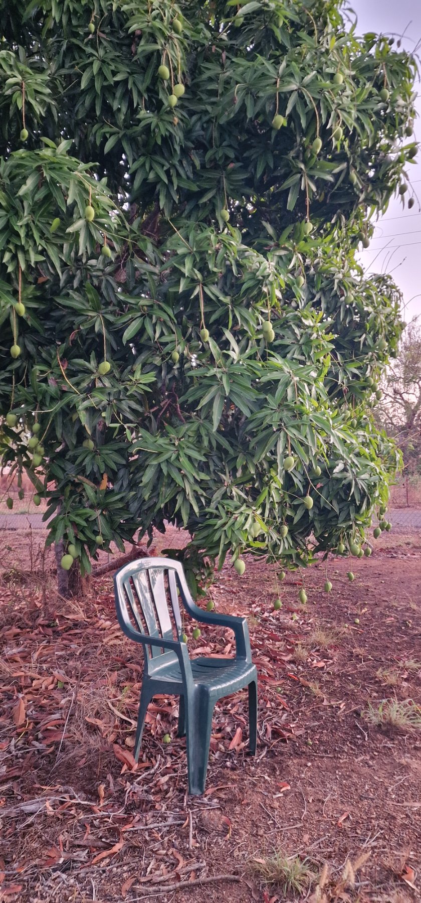 Monobloc unter dem Mangobaum