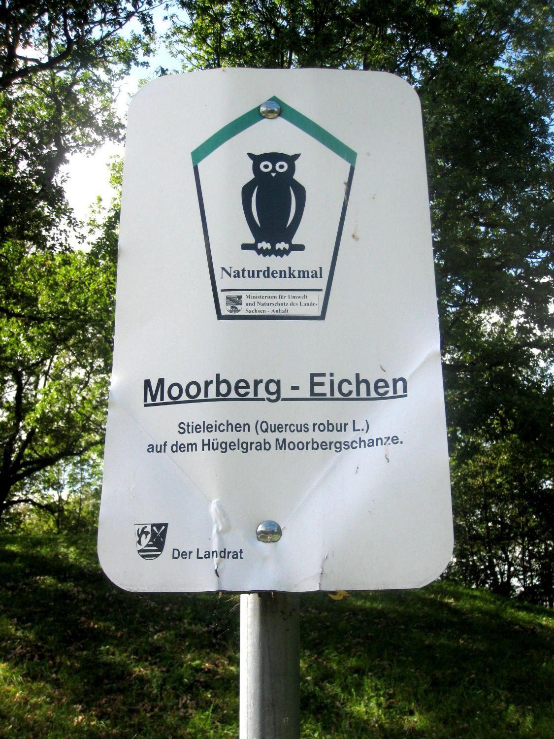 Moorberg-Eichen Quedlinburg