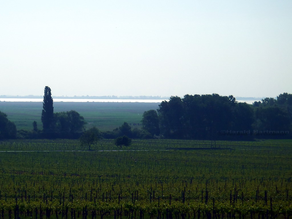 Morgenstimmung am Neusiedlersee