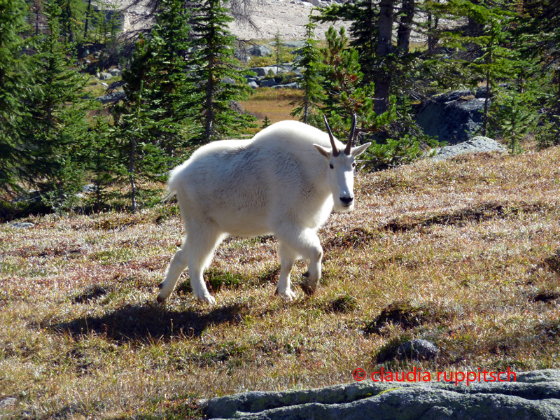 Mountain Goat im Cathedral Provincial Park, BC, Kanada