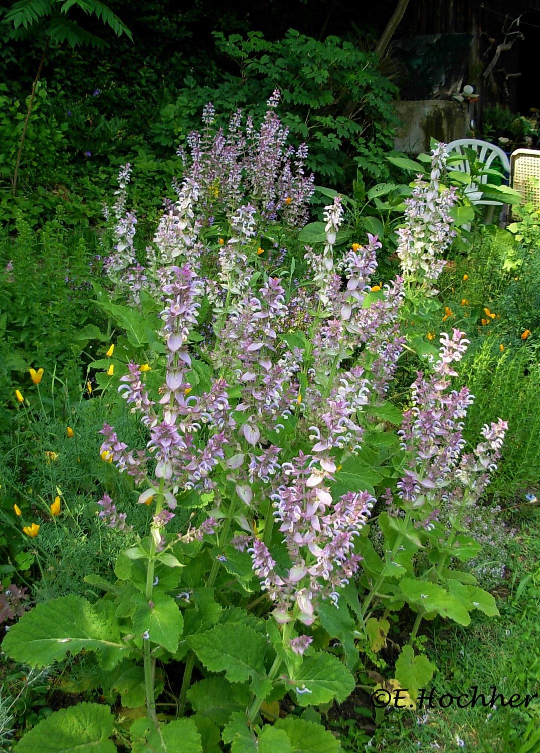 Muskatellersalbei - Salvia sclarea