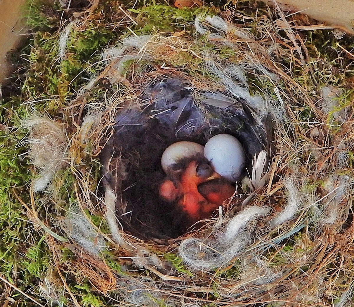 Muttertag im Vogelnest