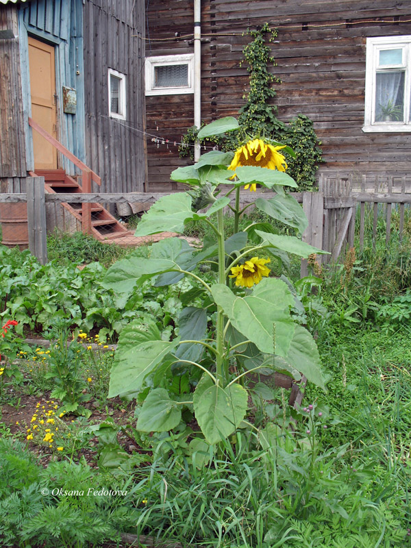 nördliche Sonnenblume