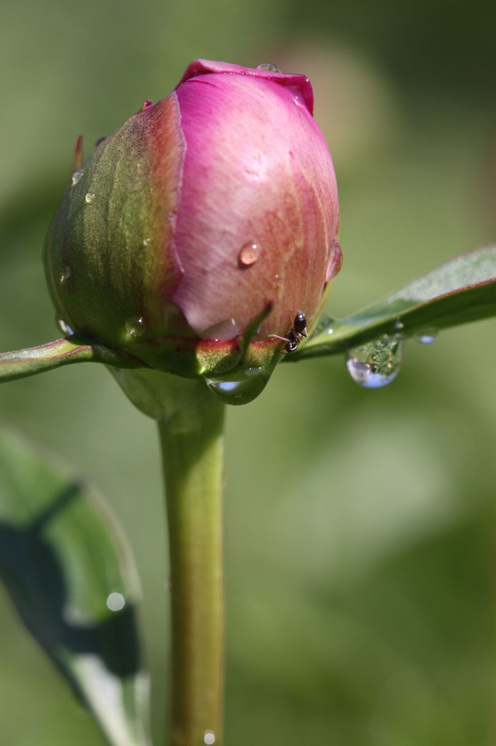 nach dem Regen