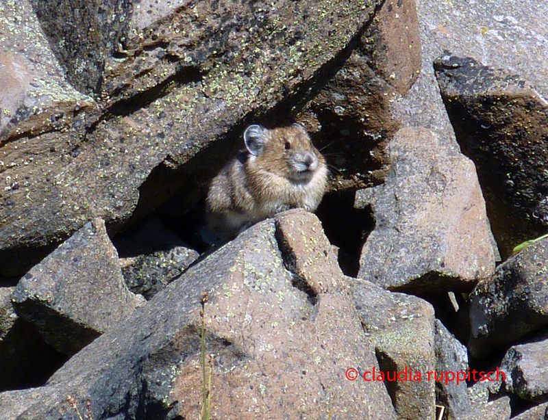 Nagetier im Cathedral Provincial Park, BC, Kanada