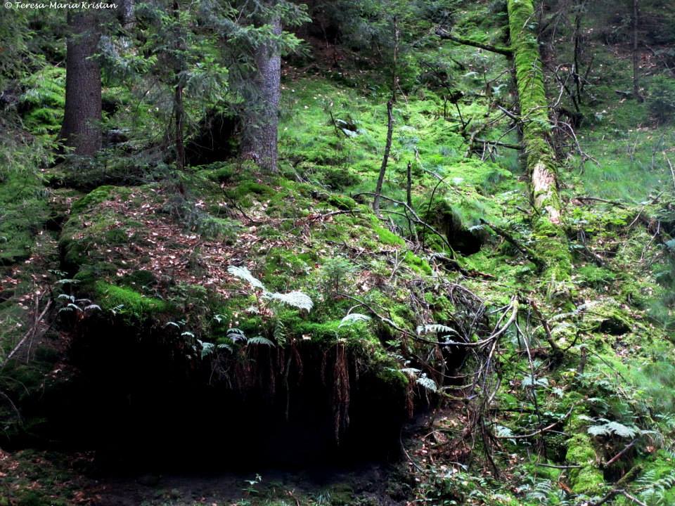 Nationalpark Sächsische Schweiz