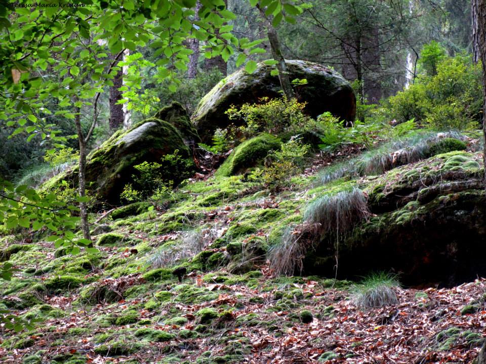 Nationalpark Sächsische Schweiz