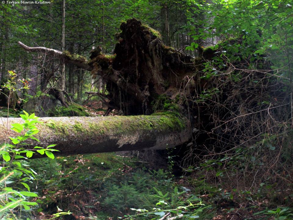 Nationalpark Sächsische Schweiz