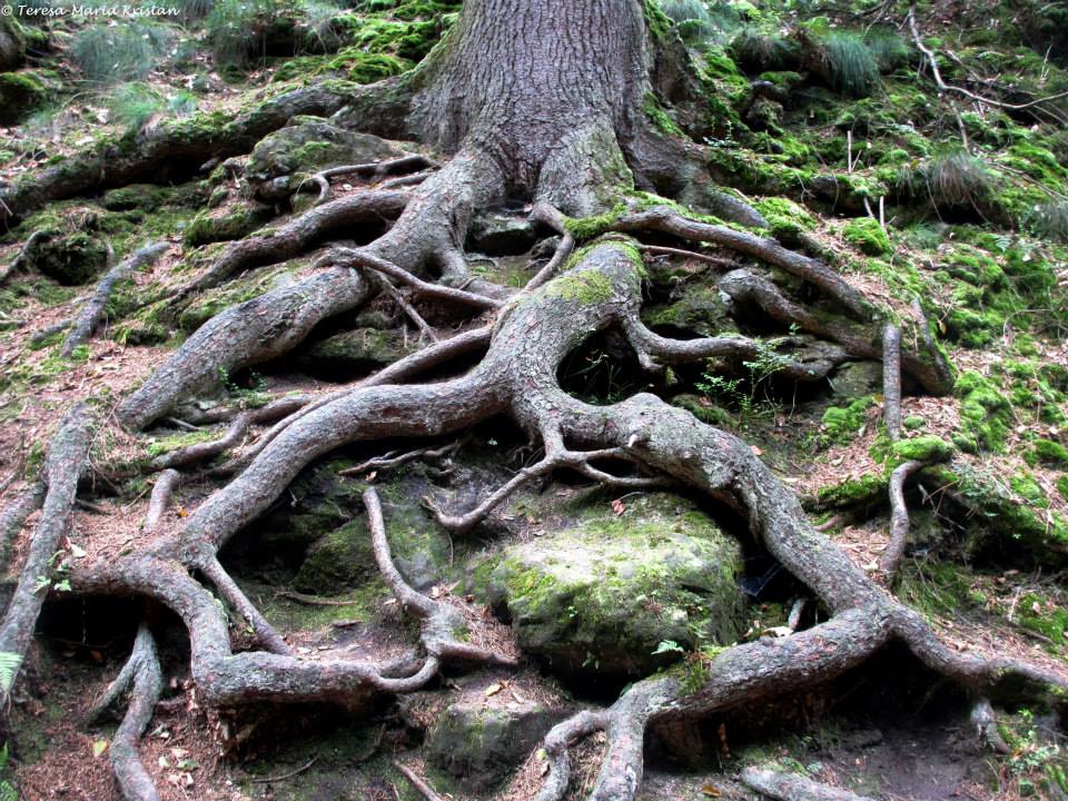 Nationalpark Sächsische Schweiz