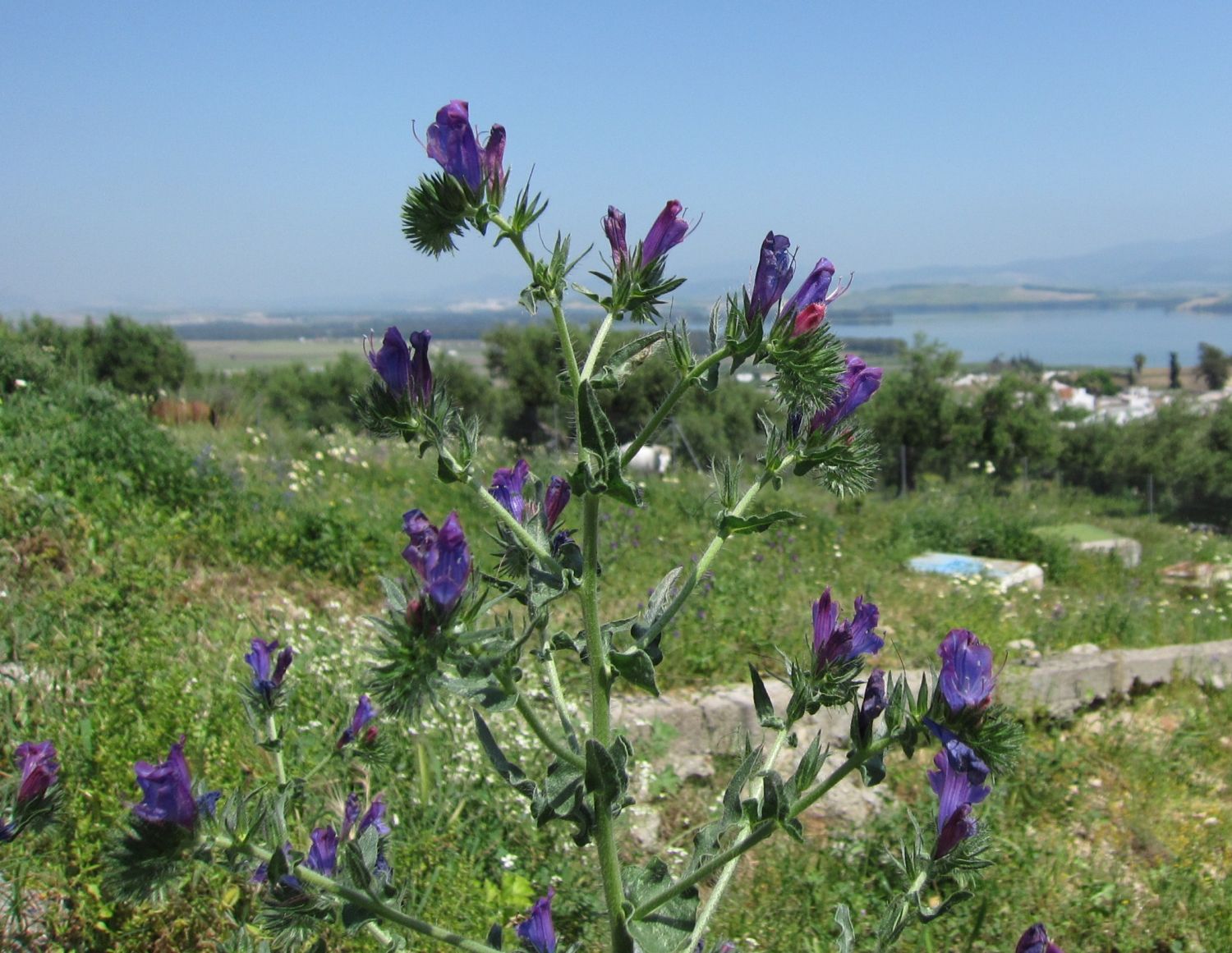 Natternkopf - Echium plantagineum