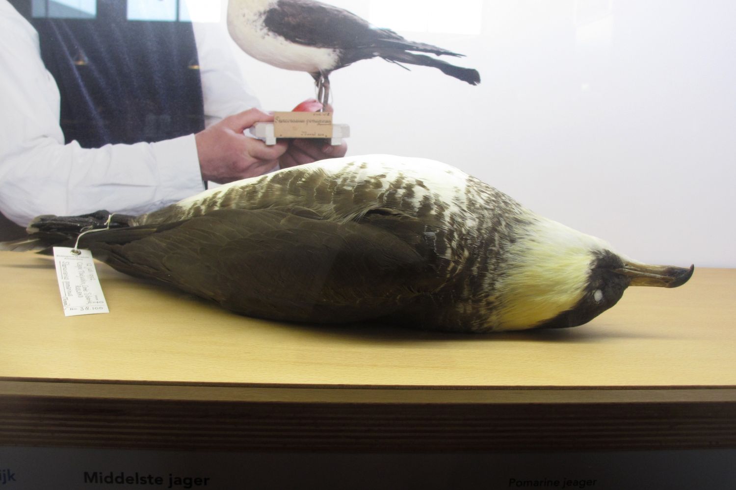 Naturalis Leiden