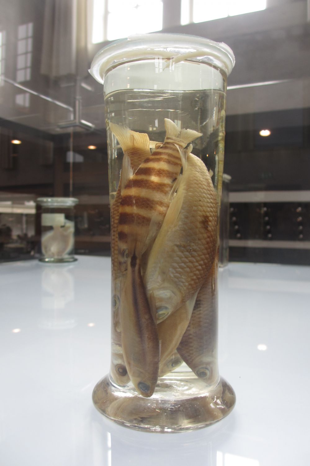 Naturalis Leiden