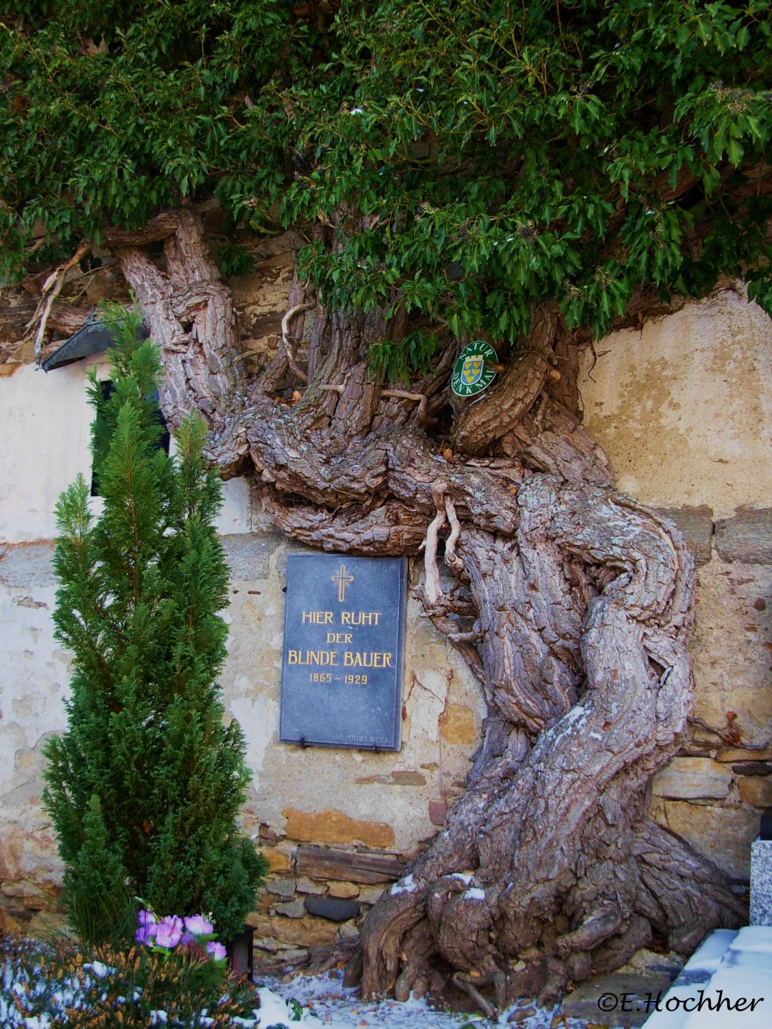 Naturdenkmal Efeu (Hedera helix)