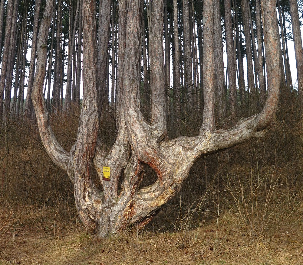 Naturdenkmal Sitzbäume