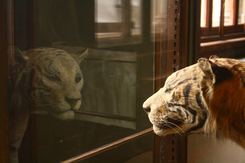 Naturhistorisches Museum Wien