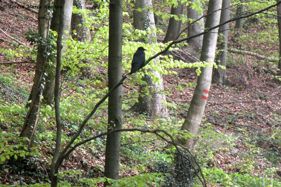 Naturpark Aigen, Salzburg