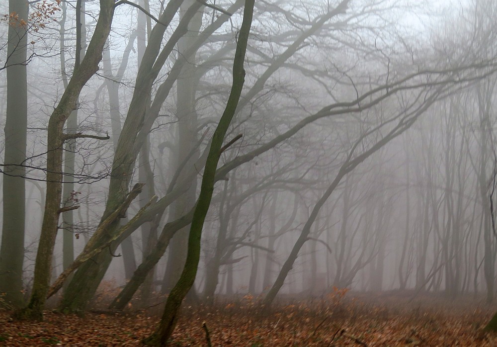 Nebel im Wald