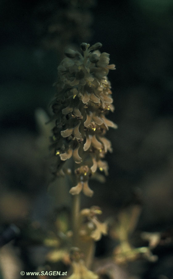 Nestwurz (Neottia nidus-avis)