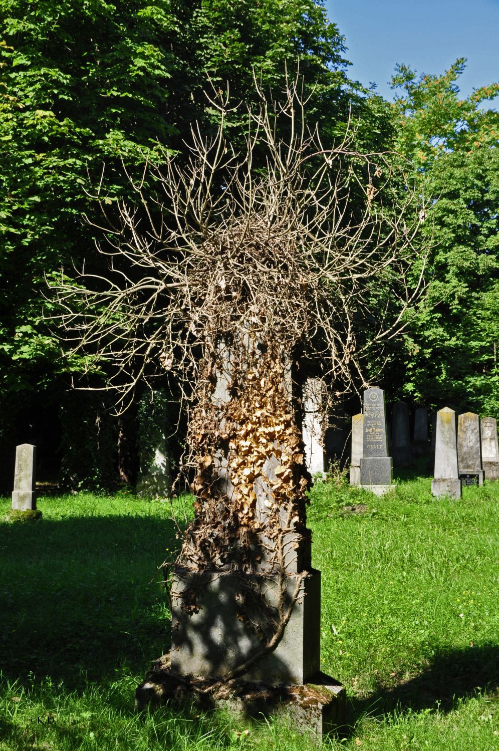 'Neuer' Jüdischer Friedhof in St.Pölten