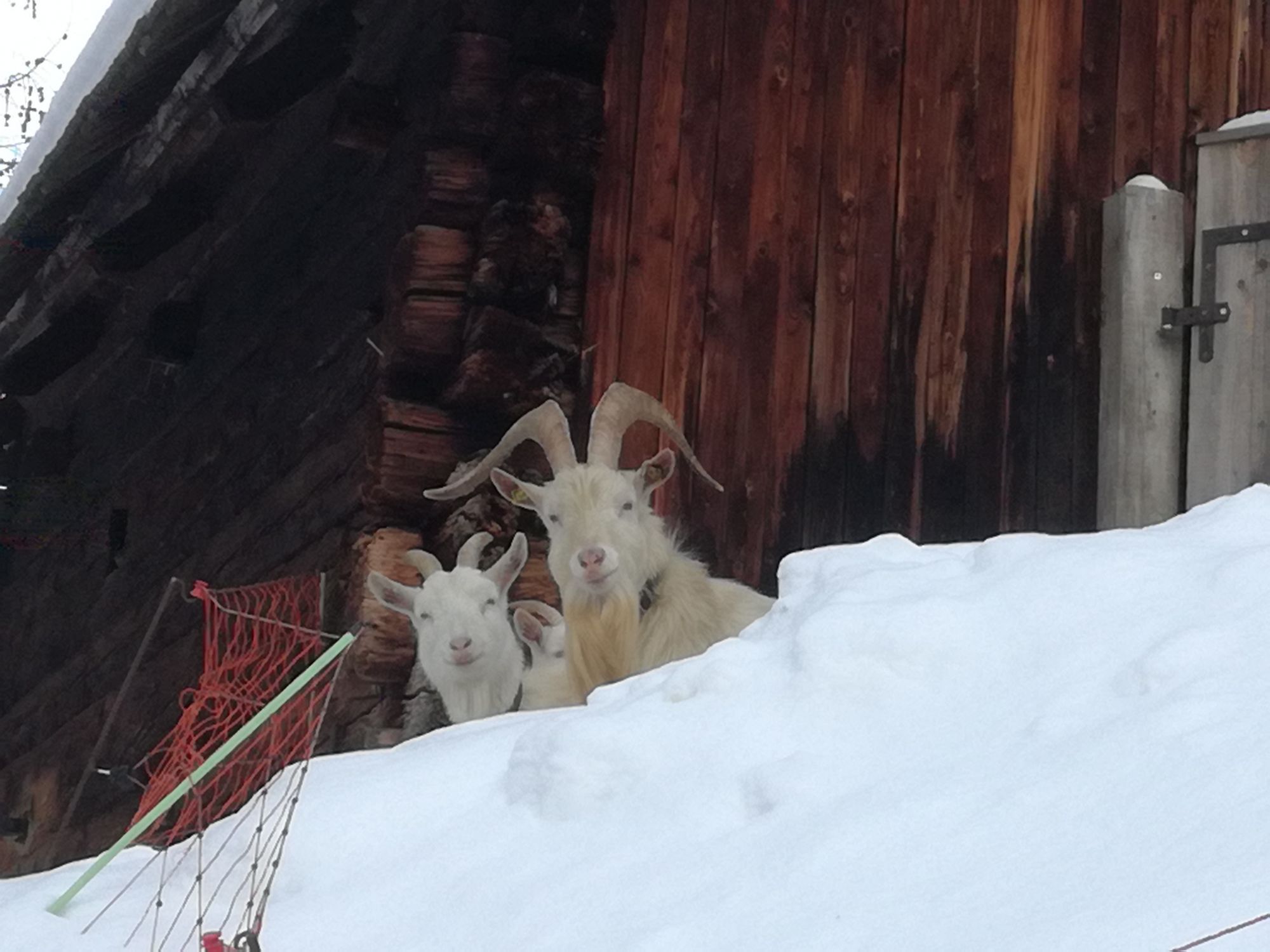 Neugierige Ziegen