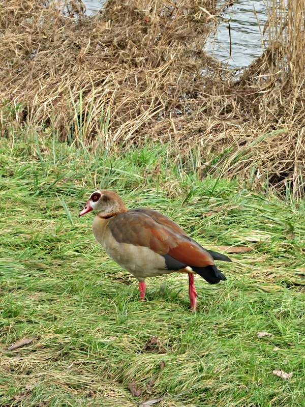 Nilgans am Saarufer