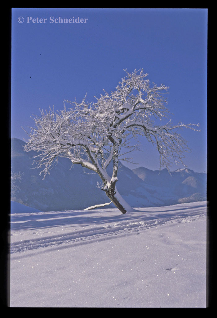 Obstbaum