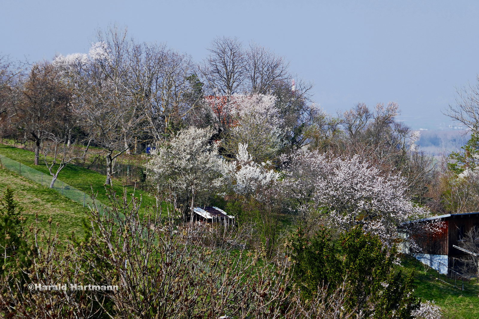 Obstblüte