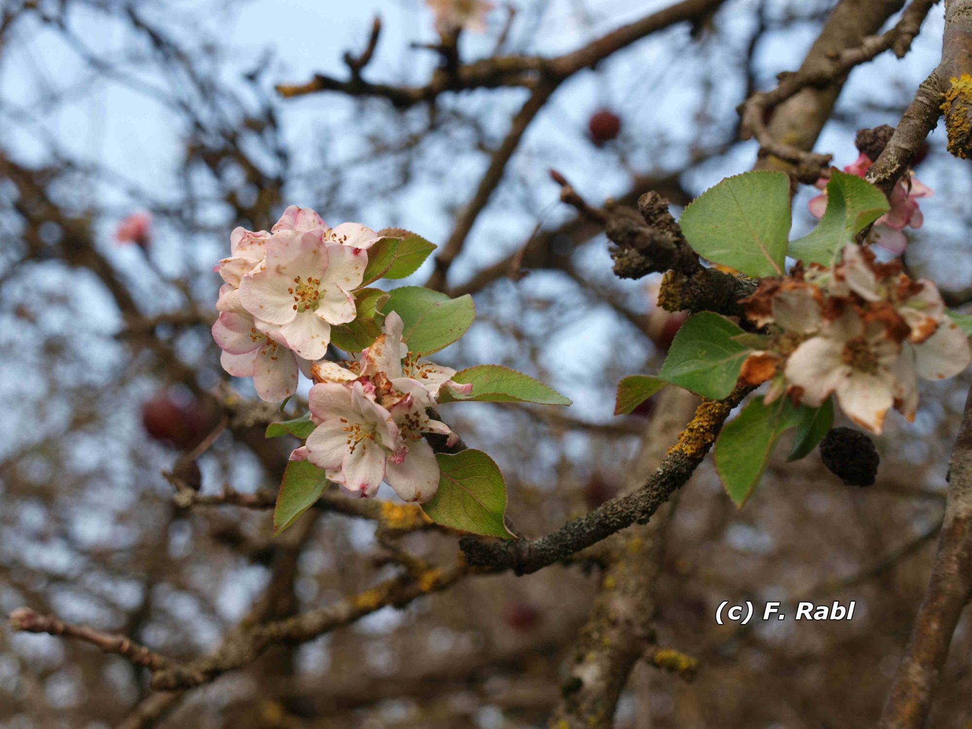 Oktoberblüte