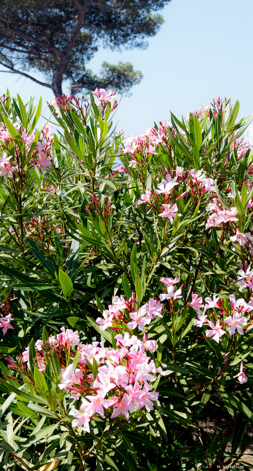 Oleander