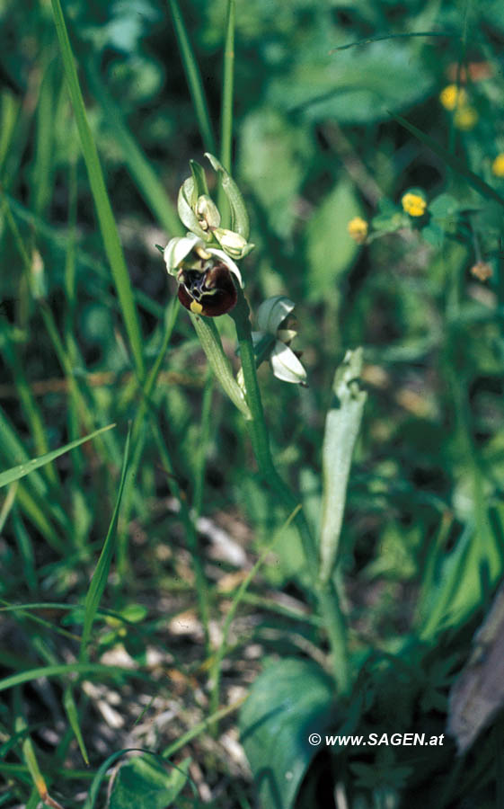 Ophrys holoserica (Hummelragwurz)