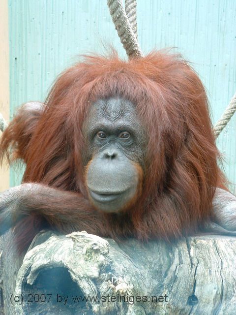 Orang Utan