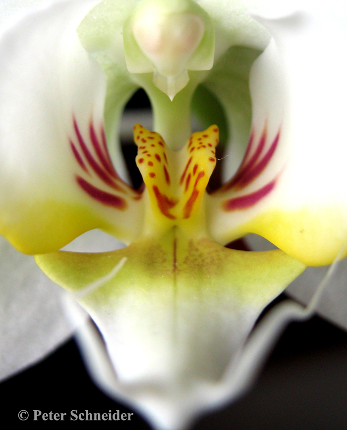 Orchidee