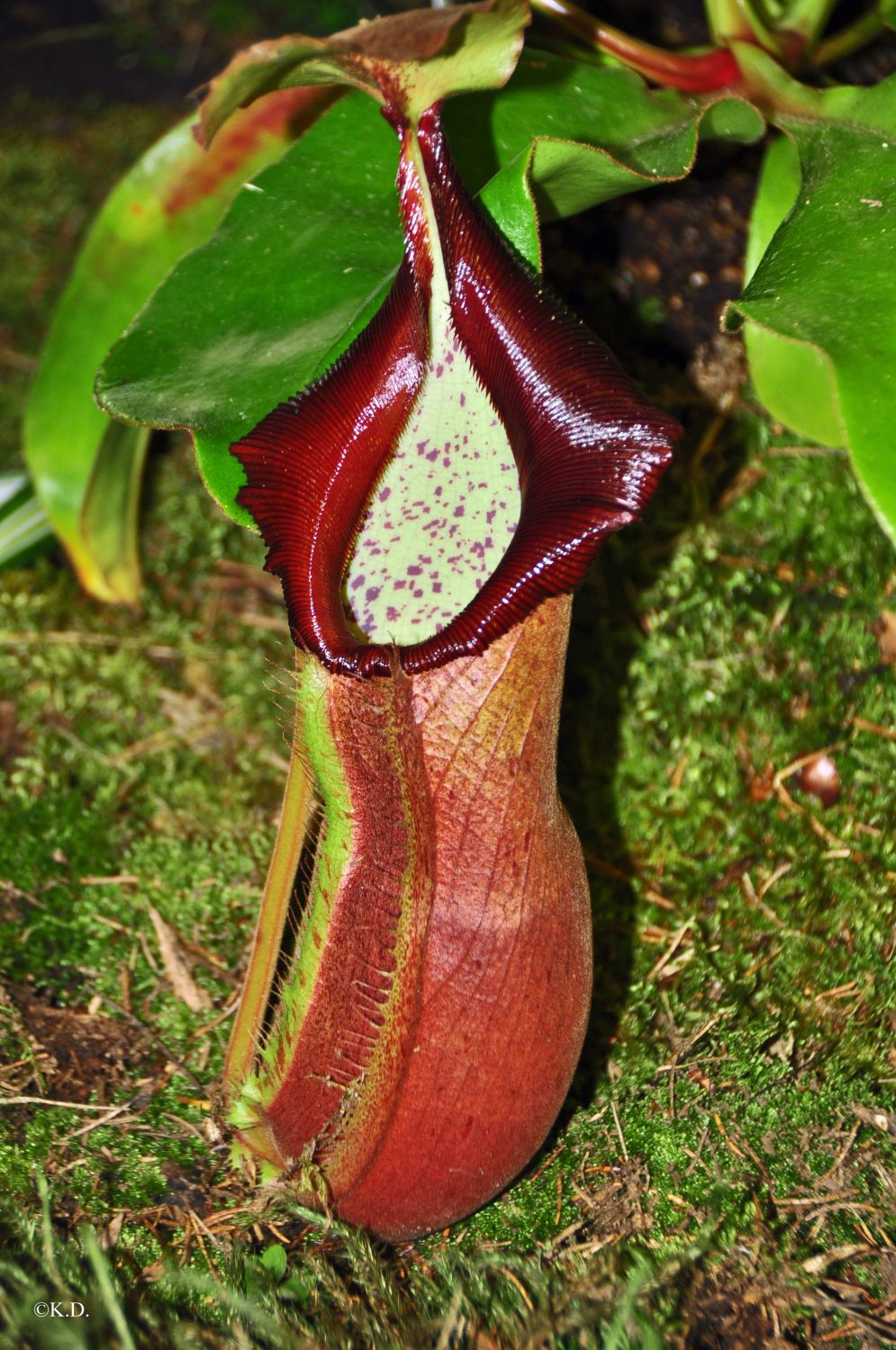 Orchideenausstellung im Bergbaumuseum Klagenfurt