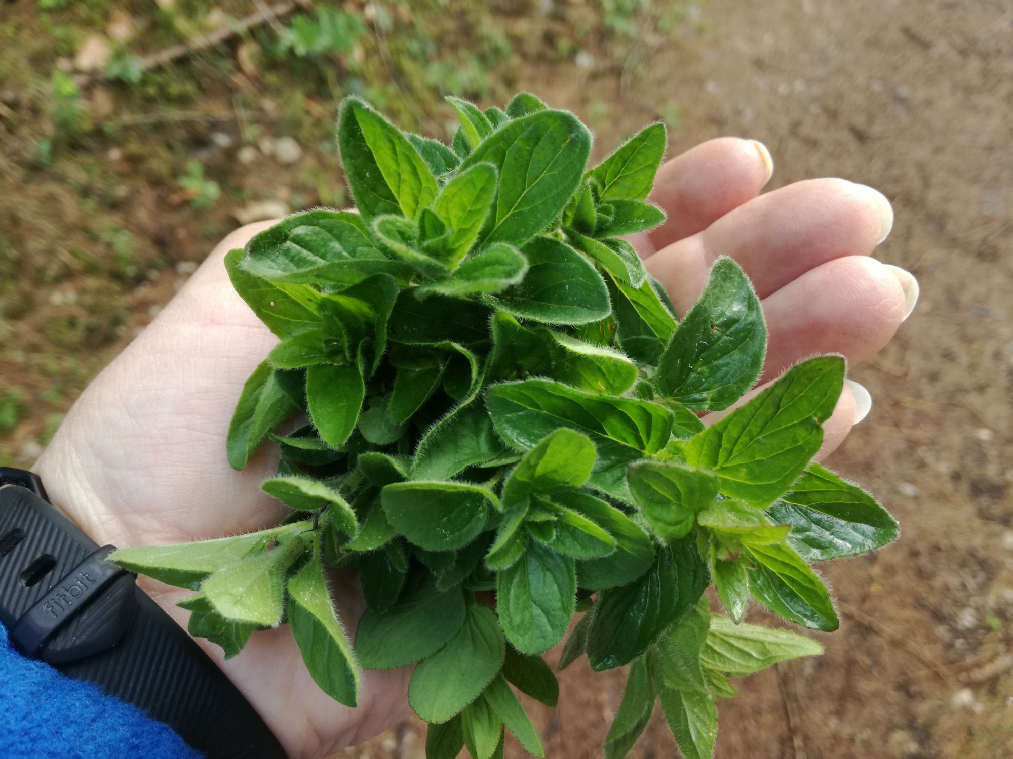 Oregano, Wilder Dost