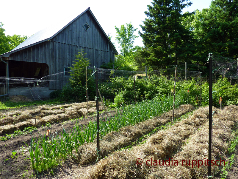 Organic Farming in Ontario