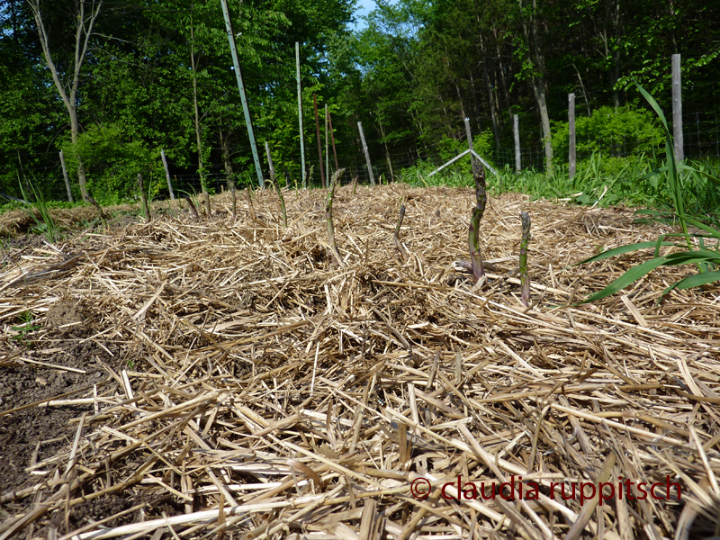 Organic Farming in Ontario