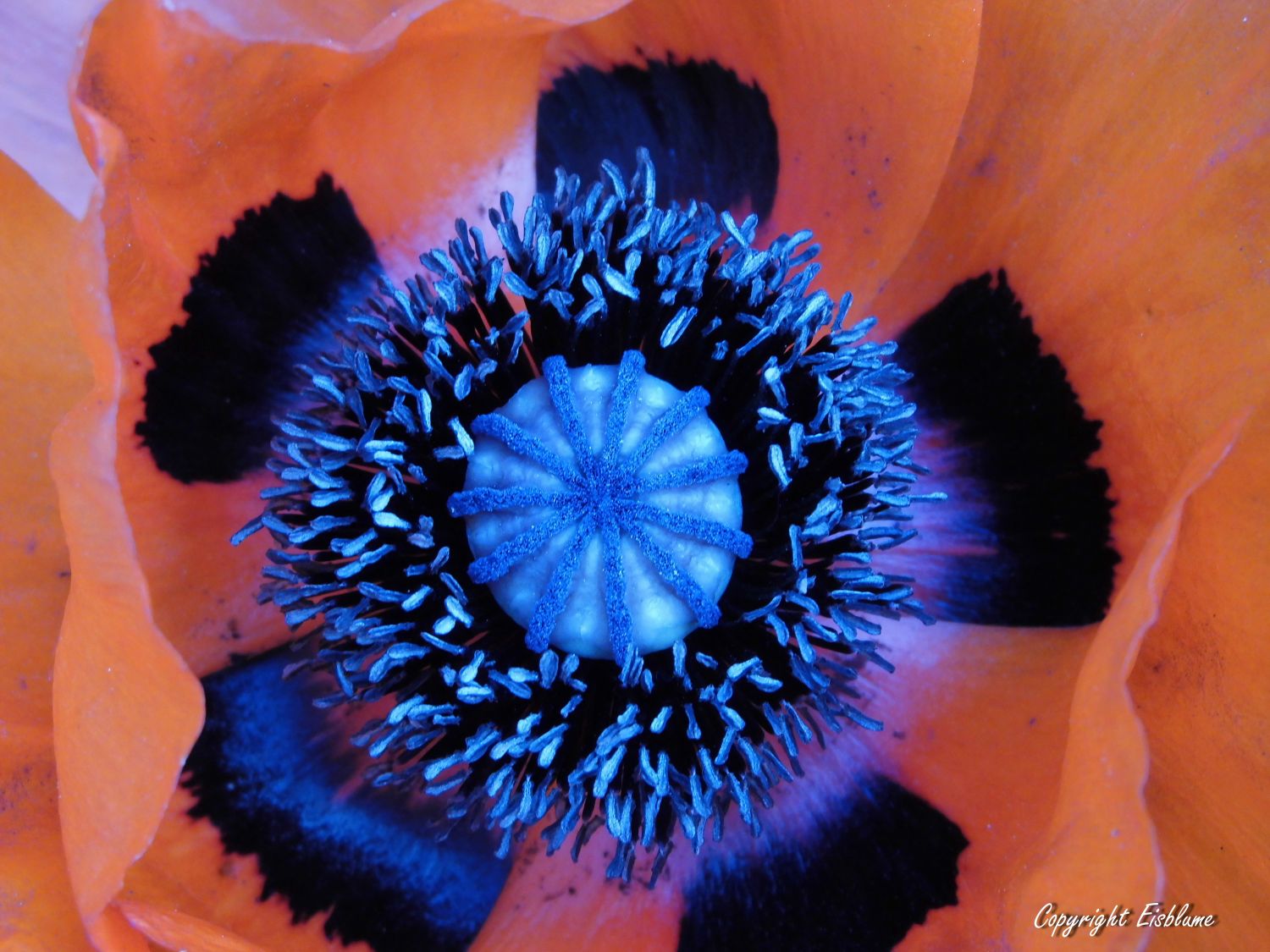 Orientalischer Mohn