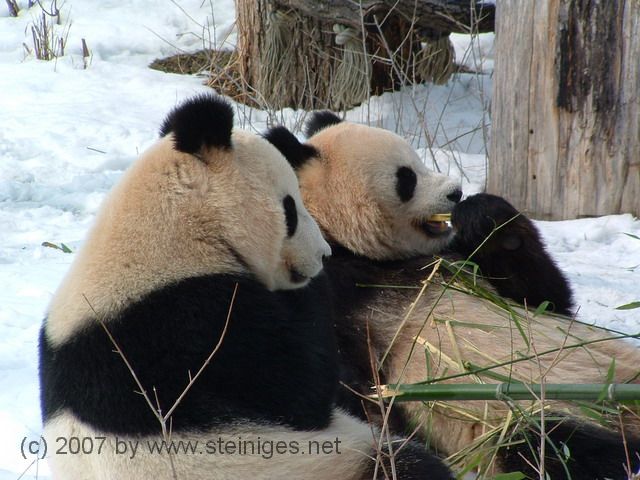 Pandapärchen