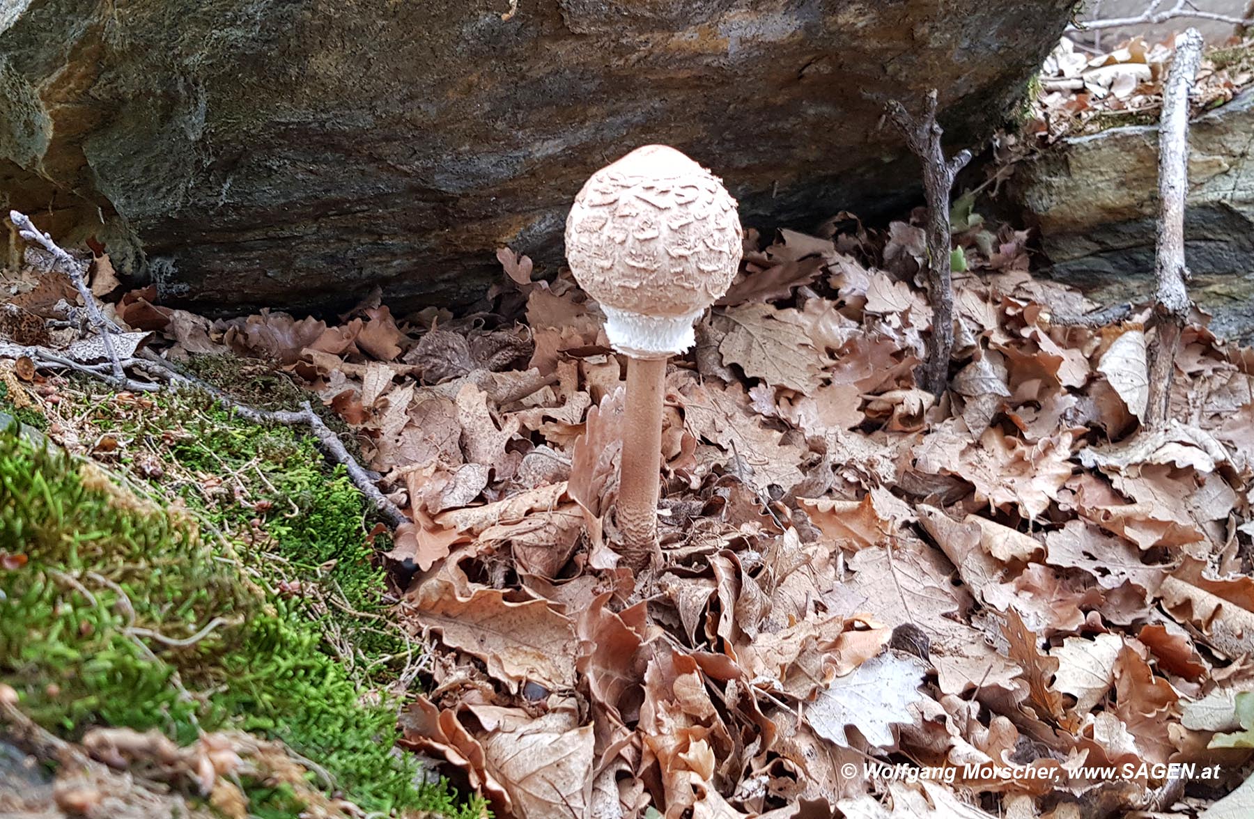 Parasol Sonnenberg Naturns