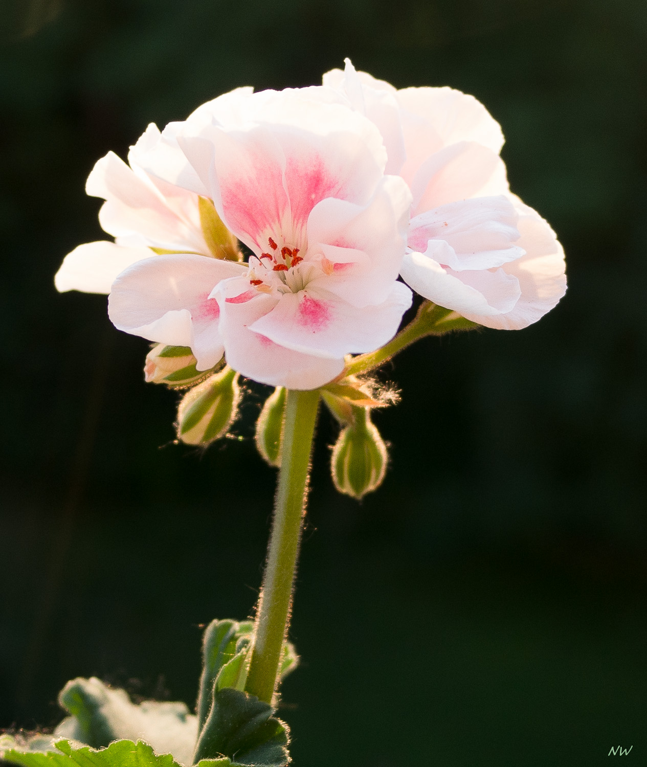 Pelargonie - 1