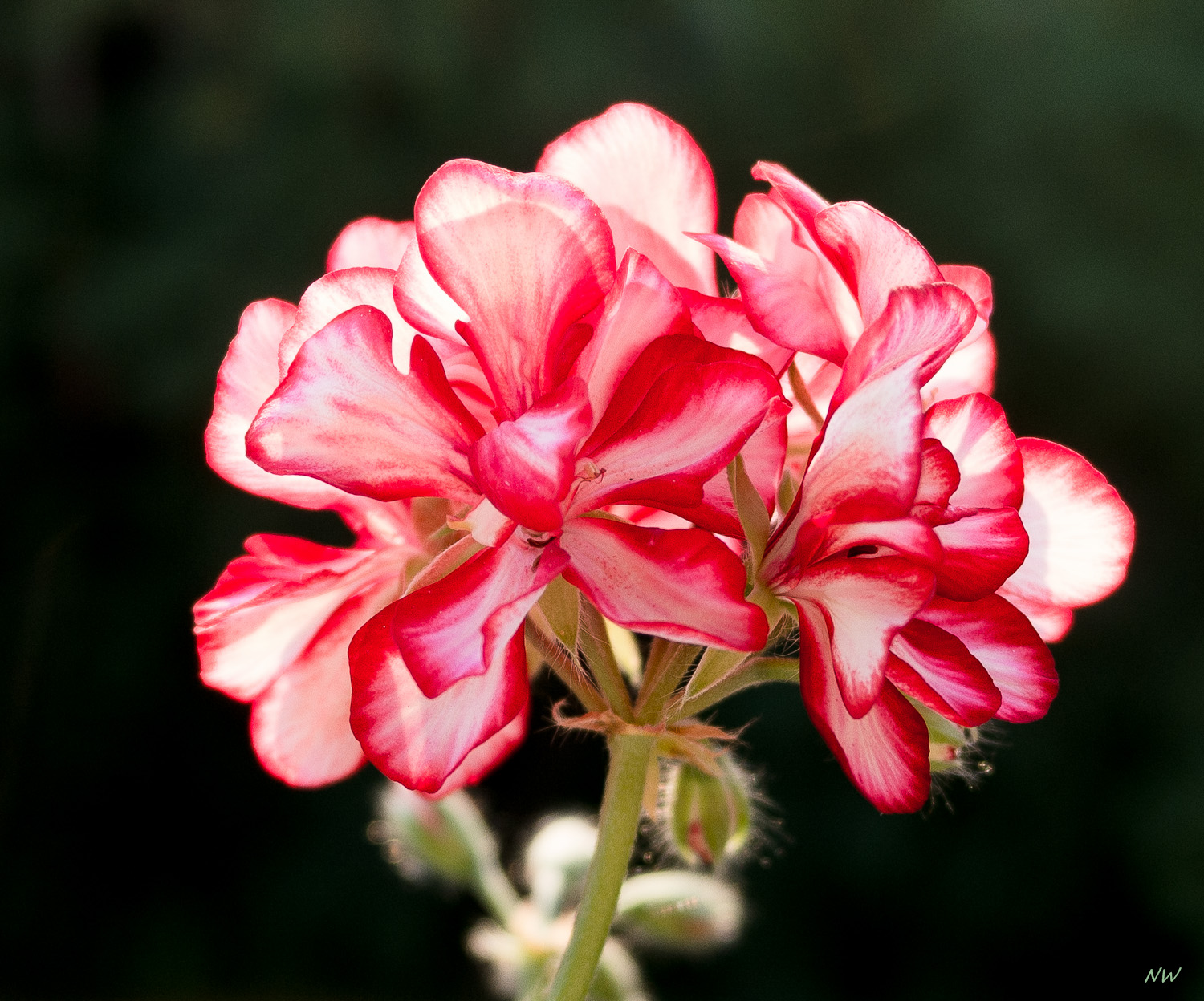 Pelargonie -2