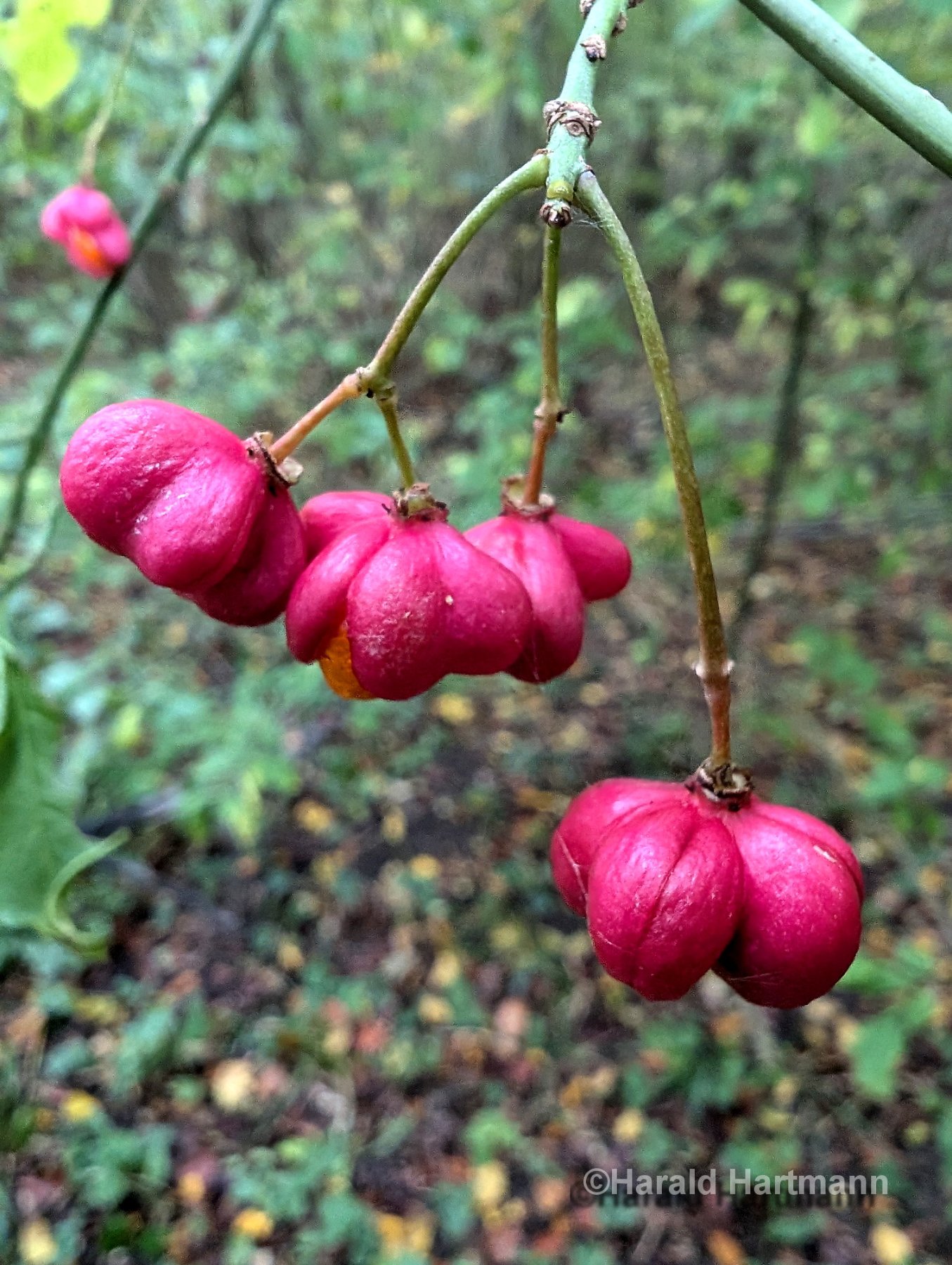 Pfaffenkäppchen