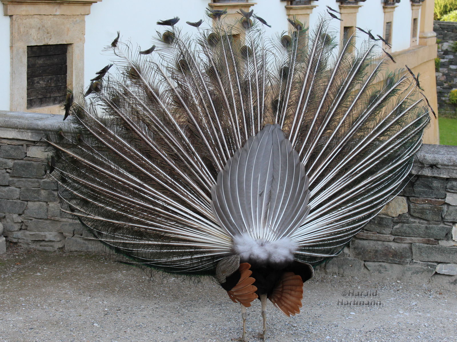 Pfau von hinten