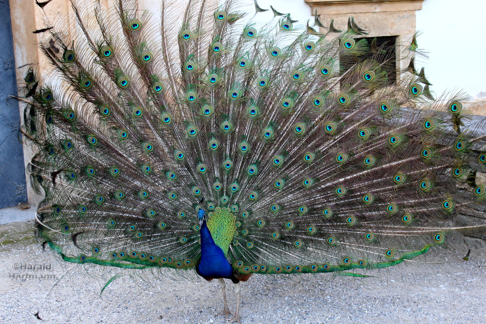 Pfau von vorne