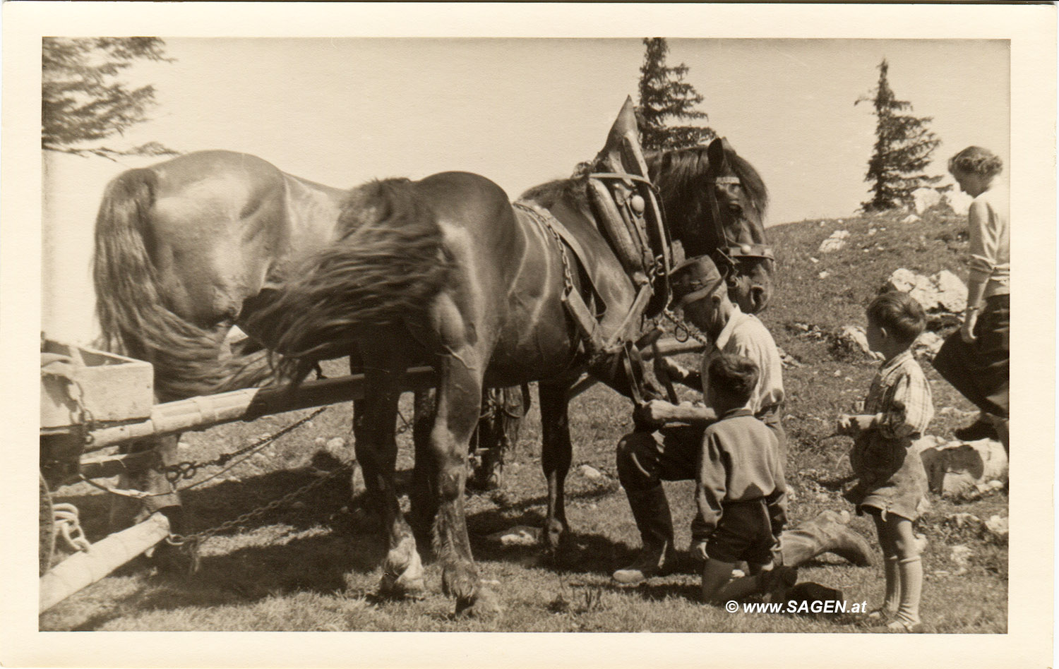 Pferd beschlagen